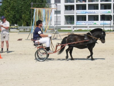 Shetty Sport Ostfilder 2009 Shetty Sport Ostfilder 2009