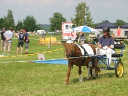 Shetty Sport Bundespferdefestival in Salgen Shetty Sport Bundespferdefestival in Salgen