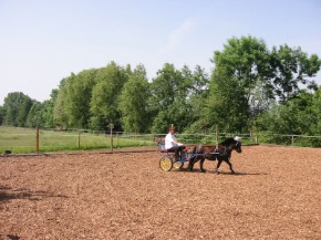 Showauftritt Kromerhof 2009 Showauftritt Kromerhof 2009