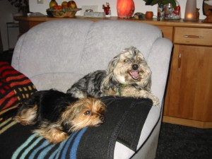Bonny mit Sissi auf dem Sofa Bonny mit Sissi auf dem Sofa