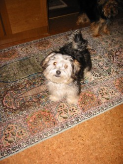 Kimberly Weihnachten 2007