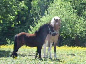 Aron und Niko auf der Koppel / Mai 2011 Aron und Niko auf der Koppel / Mai 2011