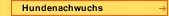 Hundenachwuchs